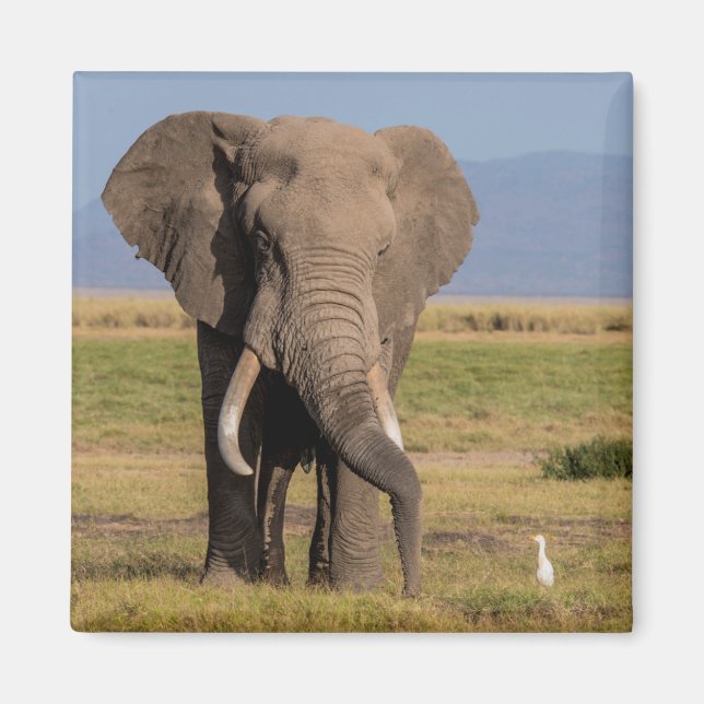 Imán Elefante Buscando (Frente)
