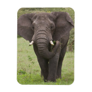 Imán Elefante de Tanzania en el cráter de Ngorongoro