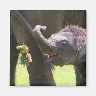 Imán Elefante del bebé