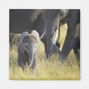 Imán Elefante del bebé