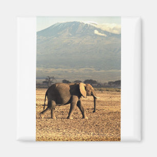Imán Elefante delante de Kilimanjaro