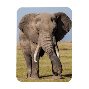 Imán Elefante en una Pose Agresiva