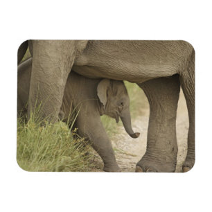 Imán Elefante indio / asiático y cría, Corbett