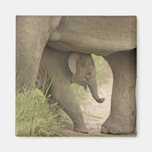 Imán Elefante indio / asiático y cría, Corbett
