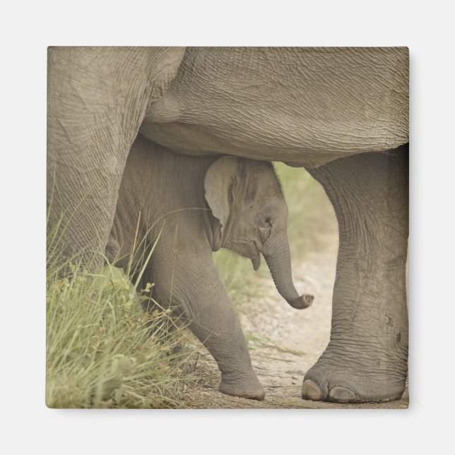 Imán Elefante indio / asiático y cría, Corbett (Frente)