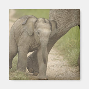 Imán Elefante indio / asiático y cría, Corbett 2