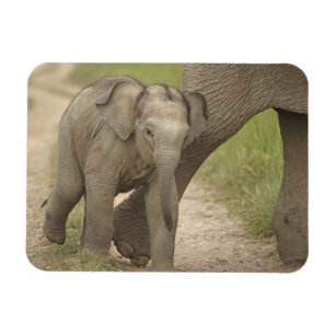 Imán Elefante indio / asiático y cría, Corbett 2