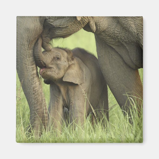 Imán Elefante indio / asiático y cría, Corbett 2 (Frente)