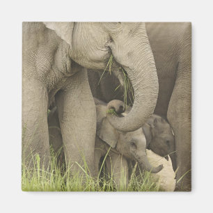 Imán Elefante indio/asiático y joven Corbett 3