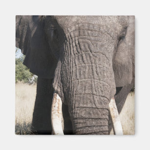 Imán Elefante (Loxodonta africana), Abu Camp 3