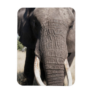 Imán Elefante (Loxodonta africana), Abu Camp 3
