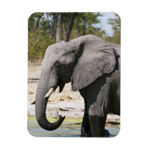 Imán Elefante (Loxodonta africana), Canal de Savute