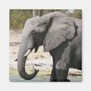 Imán Elefante (Loxodonta africana), Canal Savute