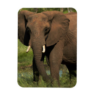 Imán Elefante (Loxodonta Africana), Hwange Nacional