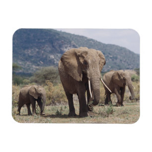 Imán Elefante madre caminando con cría de elefante