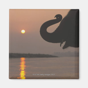 Imán Elefante, parque nacional de Chitwan, Nepal