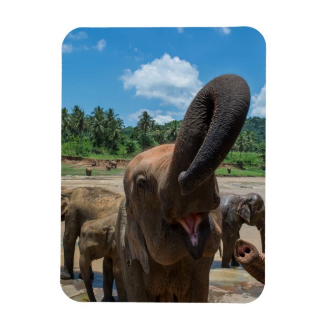 Imán Elefante Sri Lanka (Vertical)