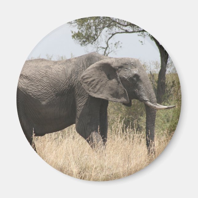 Imán elefante tusk (Frente)