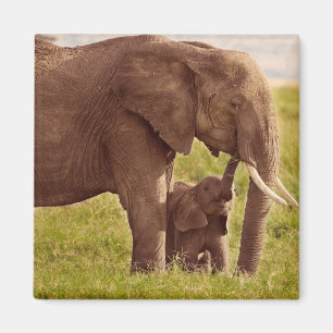 Imán Elefante y bebé de las imágenes el   de Getty