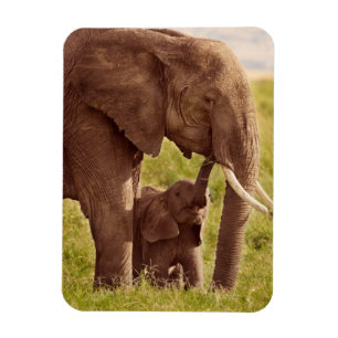 Imán Elefante y bebé de las imágenes el   de Getty