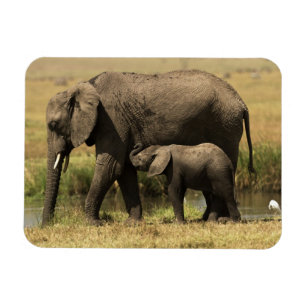 Imán Elefantes africanos