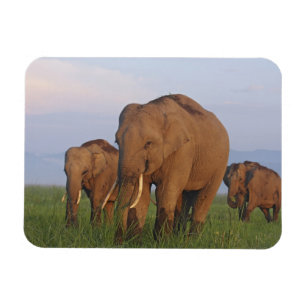Imán Elefantes indios en las praderas