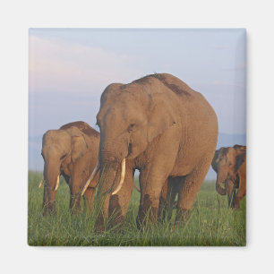 Imán Elefantes indios en las praderas