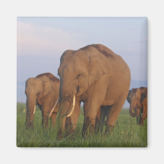 Imán Elefantes indios en las praderas (Frente)