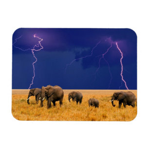 Imán Elefantes Magnet