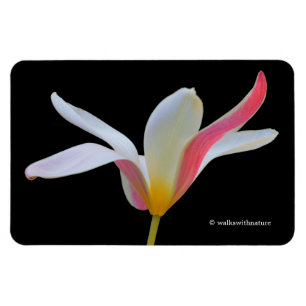 Imán Elegante Dama Tulipán Flores Blancas Rosadas
