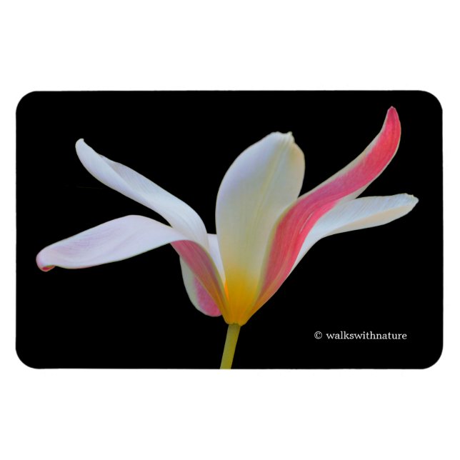 Imán Elegante Dama Tulipán Flores Blancas Rosadas (Horizontal)