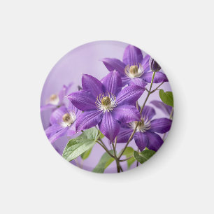 Imán Elegante Flor de Clemátide Púrpura en Flor