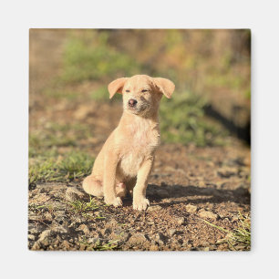 Imán Elegante Foto de Mascota Personalizada Rústica Mod