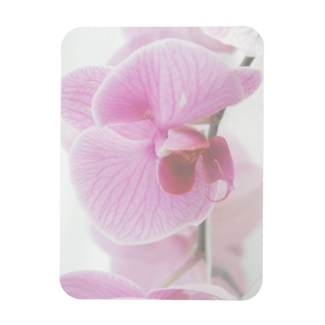 Imán Elegante foto de orquídea rosa (Vertical)