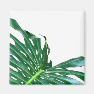 Imán Elegante hoja de hoja de palma selva tropical selv