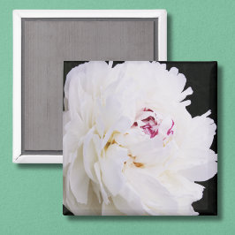 Imán Elegante Peonia Blanca Con Púrpura