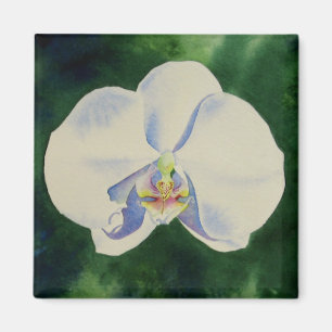 Imán Elegante pintura de orquídeas de color blanco