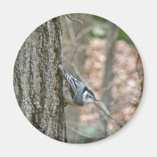 Imán Elementos coordinados del pájaro del pájaro del pá