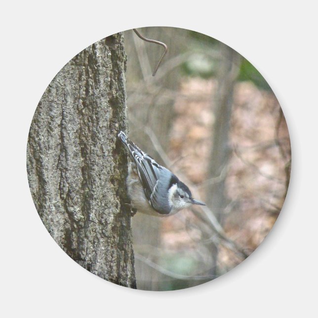 Imán Elementos coordinados del pájaro del pájaro del pá (Frente)