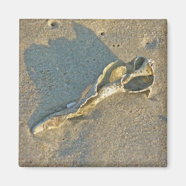 Imán Elementos de capucha de capucha de capucha de tram (Frente)