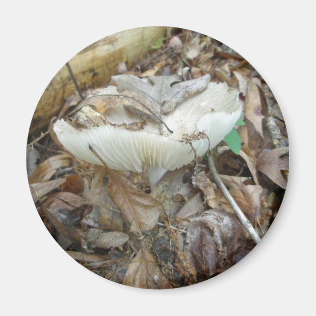 Imán Elementos de coordenadas de hongos blancos (Frente)