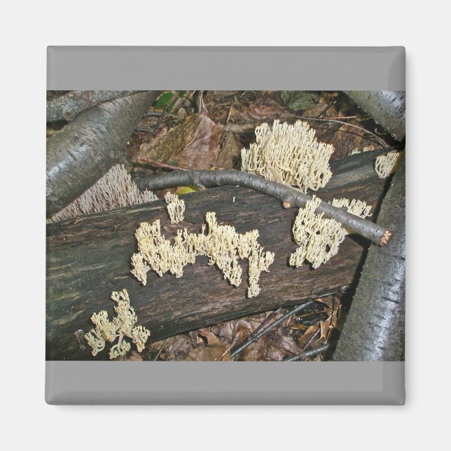 Imán Elementos de coordenadas de hongos corales (Frente)