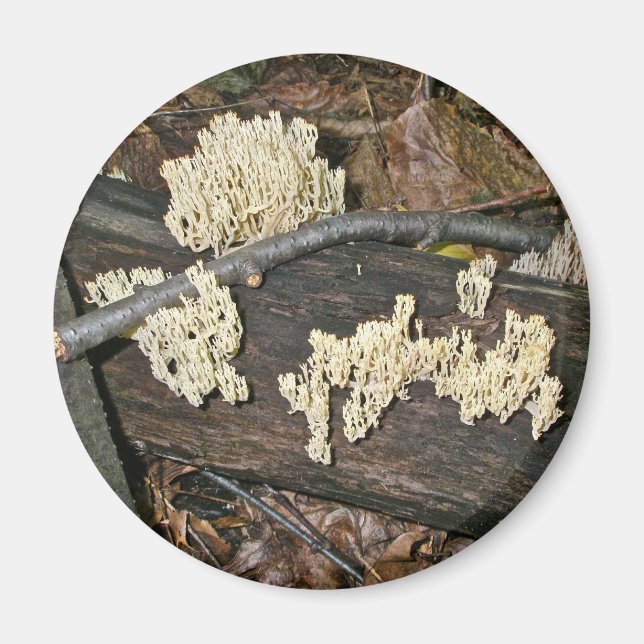 Imán Elementos de coordenadas de hongos corales (Frente)