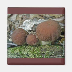 Imán Elementos de coordinación de hongos de Woodland