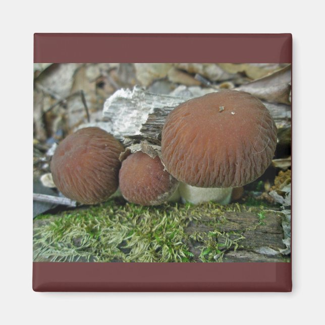 Imán Elementos de coordinación de hongos de Woodland (Frente)