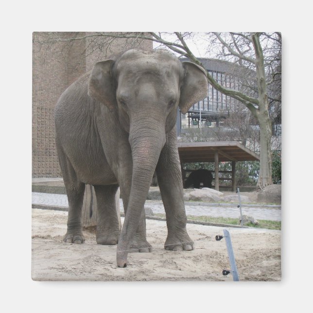 imán ELEPHANT (Frente)