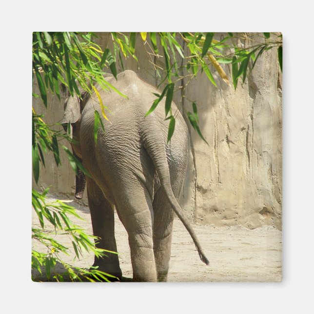 Imán Elephant Booty Magnet (Frente)
