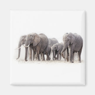 Imán Elephant Herd