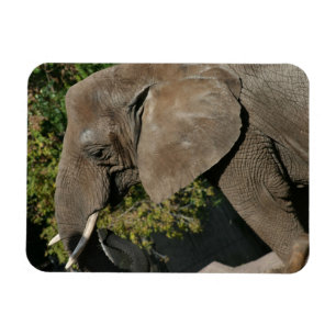 Imán Elephant Magnet