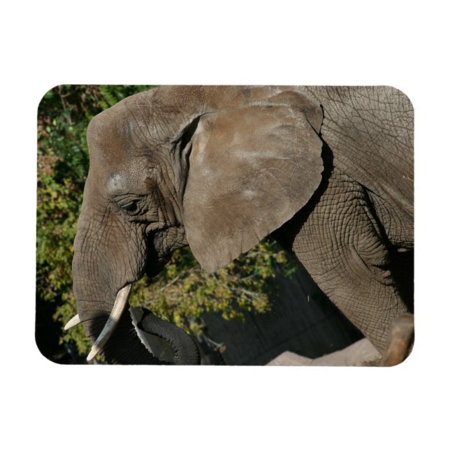 Imán Elephant Magnet (Horizontal)